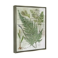 Stupell Vintage Priroda Fern Studije Botaničko-Cvjetno Slikarstvo Siva Plutač Uokvirena Umjetnost Print Wall