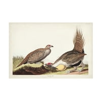 John James Audubon 'Cock of the Platnes Art Art